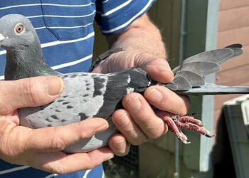 A plătit 400.000 de euro pentru un porumbel voiajor