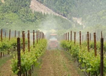 Franța plătește din nou pentru defrișarea viilor: 130 de milioane de euro pentru eliminarea a încă 32.500 de hectare, pe fondul prăbușirii vânzărilor de vin