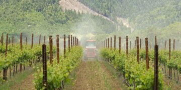 Franța plătește din nou pentru defrișarea viilor: 130 de milioane de euro pentru eliminarea a încă 32.500 de hectare, pe fondul prăbușirii vânzărilor de vin