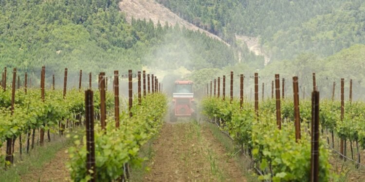 Franța plătește din nou pentru defrișarea viilor: 130 de milioane de euro pentru eliminarea a încă 32.500 de hectare, pe fondul prăbușirii vânzărilor de vin