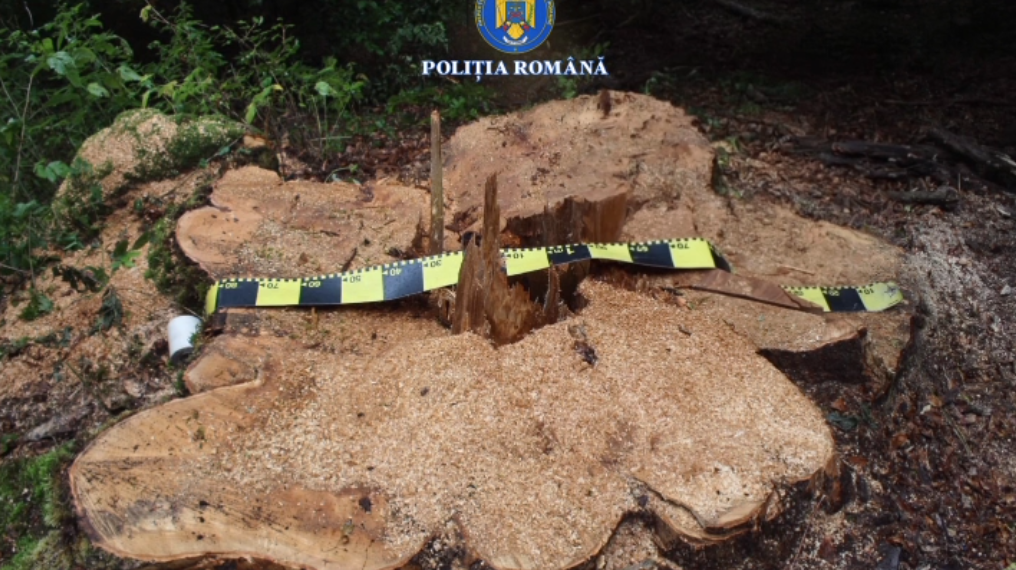 Lovitură de film în Munții Gorjului: un frasin creț uriaș, specie rară, doborât „la comandă” pentru fabricarea instrumentelor muzicale! Pădurar prins în complicitate cu o rețea venită din Mureș