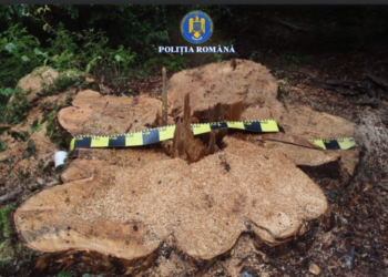 Lovitură de film în Munții Gorjului: un frasin creț uriaș, specie rară, doborât „la comandă” pentru fabricarea instrumentelor muzicale! Pădurar prins în complicitate cu o rețea venită din Mureș