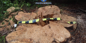 Lovitură de film în Munții Gorjului: un frasin creț uriaș, specie rară, doborât „la comandă” pentru fabricarea instrumentelor muzicale! Pădurar prins în complicitate cu o rețea venită din Mureș