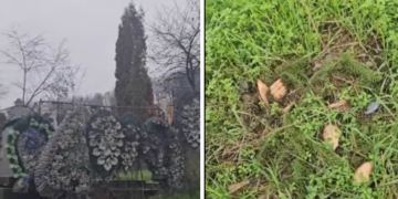 Scandal uriaș la Roșiuța: bradul crescut 15 ani „din seva morților” a dispărut în noaptea de Sfântul Nicolae