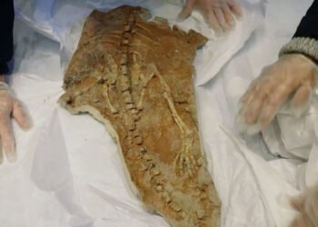 Franța returnează fosile de dinozauri în Mongolia după confiscarea unei colecții uriașe exportate ilegal