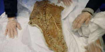 Franța returnează fosile de dinozauri în Mongolia după confiscarea unei colecții uriașe exportate ilegal