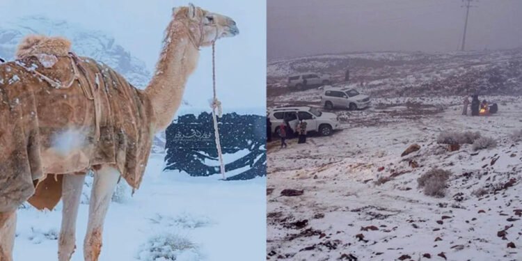 Fenomen meteo istoric: a nins în Arabia Saudită pentru prima dată în aproape 30 de ani