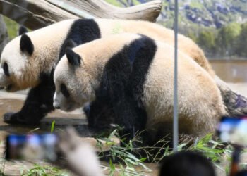Adio, panda! Japonia rămâne fără urșii-simbol după 54 de ani, pe fondul tensiunilor cu China