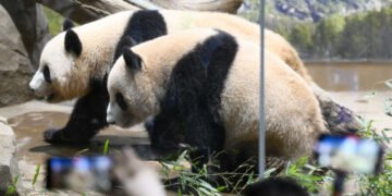 Adio, panda! Japonia rămâne fără urșii-simbol după 54 de ani, pe fondul tensiunilor cu China