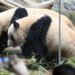 Adio, panda! Japonia rămâne fără urșii-simbol după 54 de ani, pe fondul tensiunilor cu China