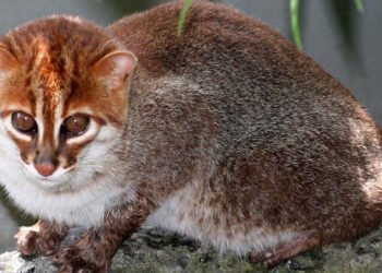 Descoperire spectaculoasă în Thailanda: „fantomele” junglei, pisicile din Sumatra, au reapărut după 30 de ani
