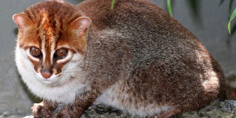 Descoperire spectaculoasă în Thailanda: „fantomele” junglei, pisicile din Sumatra, au reapărut după 30 de ani