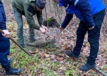 O pisică sălbatică a dat atacul în gospodăria unui localnic – păsările, în pericol!