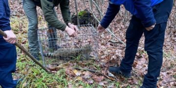 O pisică sălbatică a dat atacul în gospodăria unui localnic – păsările, în pericol!