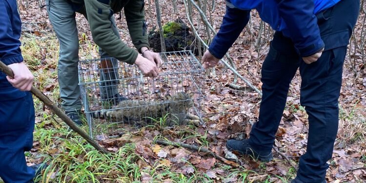 O pisică sălbatică a dat atacul în gospodăria unui localnic – păsările, în pericol!