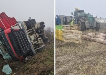 Un camion cu porci s-a răsturnat