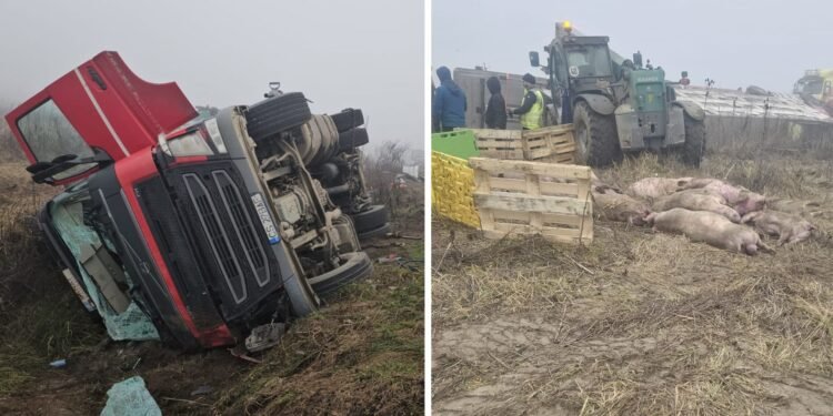 Un camion cu porci s-a răsturnat