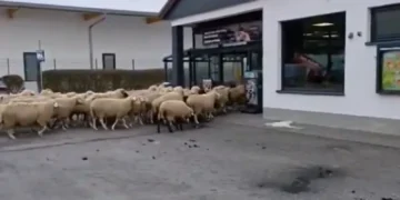 50 de oi au intrat în supermarket și au făcut prăpăd printre rafturi