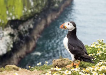 Trăiești gratis pe o insulă sălbatică din apropierea Angliei, dacă faci asta!