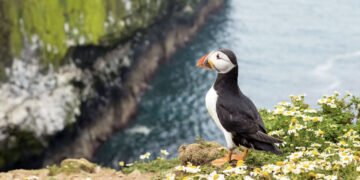 Trăiești gratis pe o insulă sălbatică din apropierea Angliei, dacă faci asta!