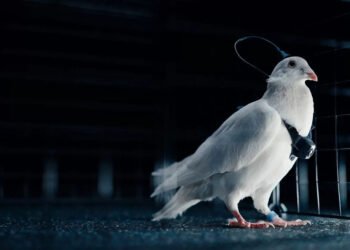 🧠🕊️ Porumbei controlați cu cipuri în creier: Rusia anunță prima „dronă biologică”, dar experții ridică mari semne de întrebare