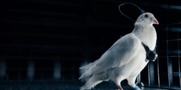 🧠🕊️ Porumbei controlați cu cipuri în creier: Rusia anunță prima „dronă biologică”, dar experții ridică mari semne de întrebare