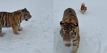 Are în curte un tigru siberian. Poliția face cercetări!