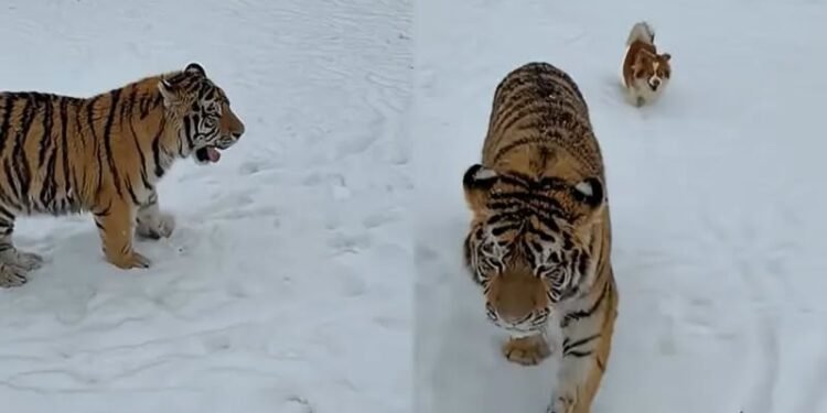 Are în curte un tigru siberian. Poliția face cercetări!