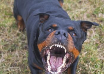 Bătaie între două femei, cu păr smuls, băț în cap și… câine Rottweiler scăpat din curte! Totul pentru 500 de lei!
