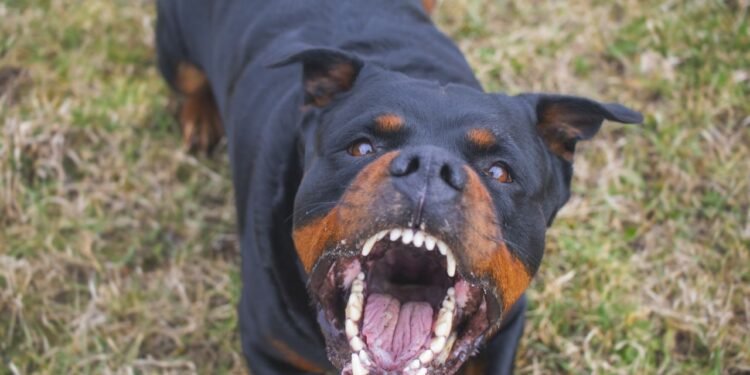 Bătaie între două femei, cu păr smuls, băț în cap și… câine Rottweiler scăpat din curte! Totul pentru 500 de lei!