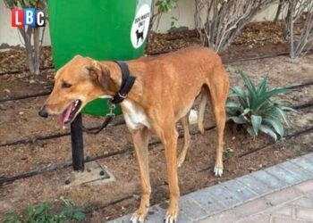 Sute de câini abandonați în Dubai. Veterinarii: „Unii proprietari cer chiar eutanasierea unor animale perfect sănătoase”