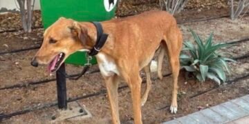 Sute de câini abandonați în Dubai. Veterinarii: „Unii proprietari cer chiar eutanasierea unor animale perfect sănătoase”