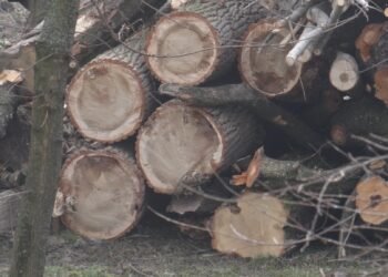 SCANDAL la Târgu Jiu: Poliția și APM, anchete după tăierea ilegală a sute de arbori din Parcul „Brâncuși”, sit din Patrimoniul Mondial UNESCO