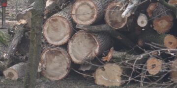 SCANDAL la Târgu Jiu: Poliția și APM, anchete după tăierea ilegală a sute de arbori din Parcul „Brâncuși”, sit din Patrimoniul Mondial UNESCO