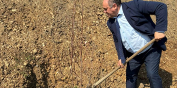 Magnoliile plantate de primar, furate a doua zi