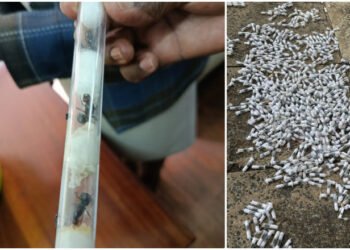 Acuzați de trafic ilegal de… furnici