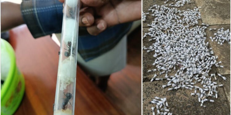 Acuzați de trafic ilegal de… furnici