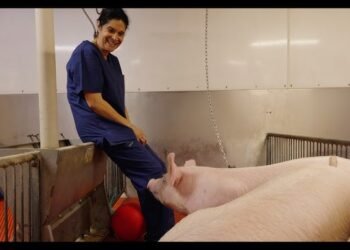 Mii de transplanturi pe an de la porc la om