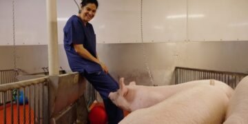 Mii de transplanturi pe an de la porc la om