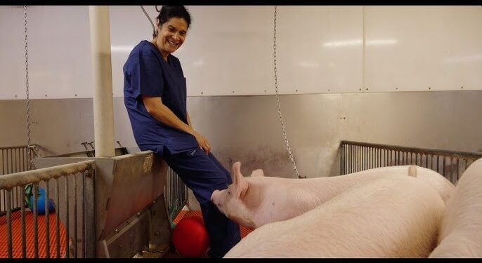 Mii de transplanturi pe an de la porc la om