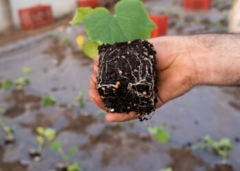 Greșelile pe care le faci când plantezi răsadurile prea devreme – riști să pierzi toată munca din primăvară