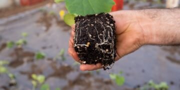 Greșelile pe care le faci când plantezi răsadurile prea devreme – riști să pierzi toată munca din primăvară