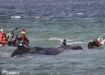 Drama balenei „Timmy” continuă: salvată, dar blocată din nou în ape puțin adânci