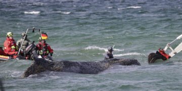 Drama balenei „Timmy” continuă: salvată, dar blocată din nou în ape puțin adânci