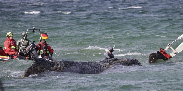Drama balenei „Timmy” continuă: salvată, dar blocată din nou în ape puțin adânci