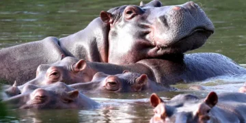 Un miliardar s-a oferit să preia 80 dintre „hipopotamii de cocaină” ai lui Pablo Escobar