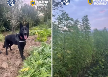 Și-a ascuns plantația uriașă de canabis printre porumb și viță-de-vie