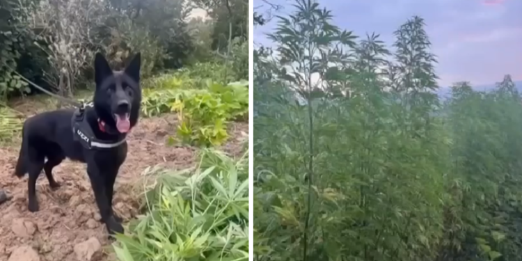 Și-a ascuns plantația uriașă de canabis printre porumb și viță-de-vie