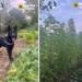 Și-a ascuns plantația uriașă de canabis printre porumb și viță-de-vie