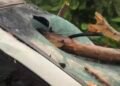 „Putea fi oricine!” Cântăreț la un pas de tragedie după ce copaci uriași s-au prăbușit peste mașina sa în Târgu Jiu